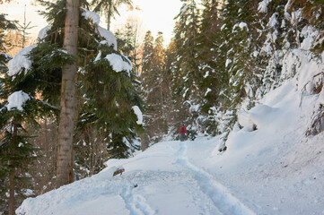 Friends hiking snowshoeing in winter forest among trees covered with fresh snow. Winter sports. Active women in mountains.