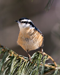 Nuthatch Stock Photos. Close-up profile view perched on a tree branch in its environment and habitat with a blur background, displaying feather plumage and bird tail. Image. Picture. Portrait.