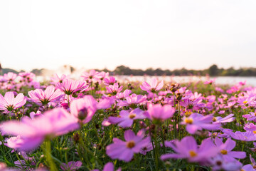 A field of pink starburst flowers with the light of the sunset