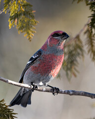 Pine Grosbeak Stock Photo. Close-up profile view, perched  with a blur background in its environment and habitat displaying red feather plumage. Image. Picture. Portrait.