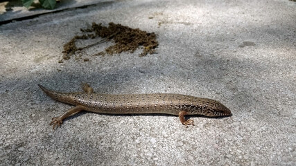 the street lizard