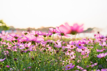 A field of pink starburst flowers with the light of the sunset