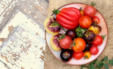 Tomatoes of different shapes and colors close-up selective focus, harvest of tomatoes.