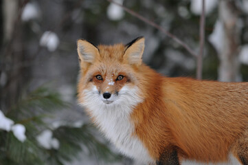 Fototapeta premium Red Fox stock photos. Red fox head shot looking at camera in the winter season in its environment and habitat with blur background. Head shot. Fox Image. Picture. Portrait