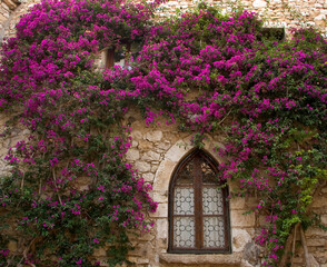 France, Provence, Eze. Bright pink bougainvillea surrounding a gothic- style window.