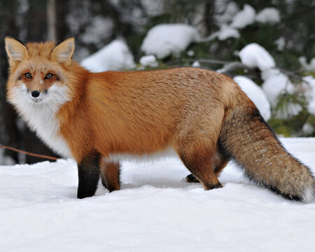 Red Fox stock photos. Red fox looking at camera in the winter season in its environment and habitat with blur background displaying bushy fox tail, fur. Fox Image. Picture. Portrait