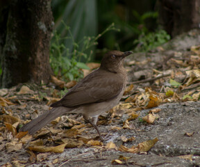 bird on the ground staring at the camera (Turdus ignobilis) Colombia
