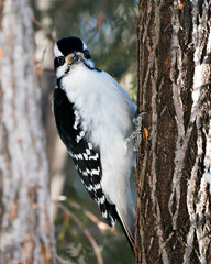 Woodpecker Stock Photo. Close-up profile view climbing tree trunk and displaying feather plumage in its environment and habitat in the forest with a blur background. Image. Picture. Portrait.