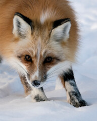 Obraz premium Red Fox Stock Photos. Red fox head shot close-up profile view in the winter season in its environment and habitat with blur snow background displaying fur. Fox Image. Picture. Portrait