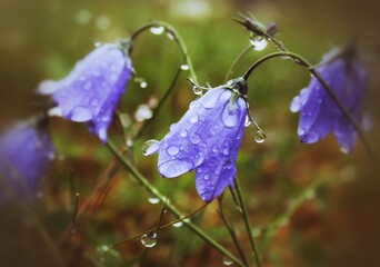 Blue bell flowers after rain with a green background