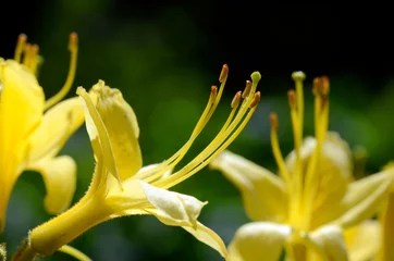 Fototapeten Azalee The yellow azalea (Rhododendron luteum) in flower  © Jon Benedictus