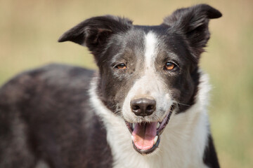 border collie dog standing outside with face covered in