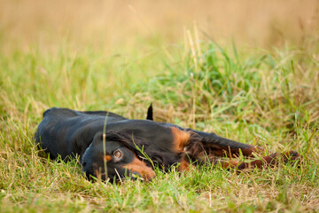 tired gordon setter dog lying down outside in green and yellow grass