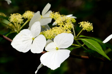 Hydrangea luteoveosa in flower. Iturraran Botanical Garden. Basque Country. Spain