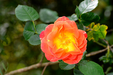 Rosa 'Joseph's Coat' in flower. Iturraran Botanical Garden. Basque Country. Spain