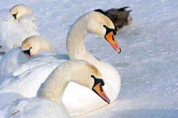 Several white swans sit on white snow on a frosty winter day. Two with their heads straight and the others pressed into their feathers.
