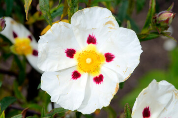 Cistus x dansereau flower 