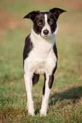 border collie dog standing outside in green grass