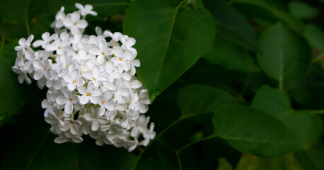 Brush of white blooming lilac on the background of leaves