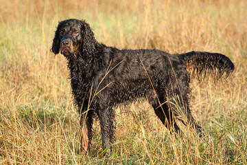 wet gordon setter dog standing outside in green and yellow grass