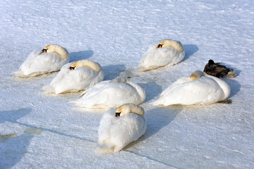 A herd of wild white swans sits frozen on a frozen lake covered with ice and snow. A sunny and frosty winter day.