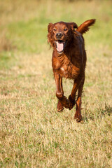 lovely irish setter running outside in green and yellow grass