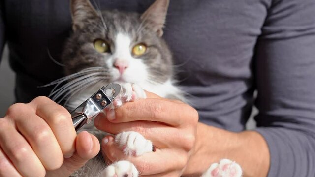 Man cutting cats claws with nail clipper or claws trimmer. Pet grooming. Cat claws care.
