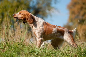 brittany spaniel dog pointing outside in green grass