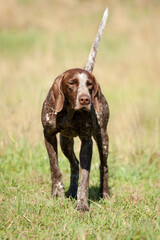 shorthaired german pointer dog pointing outside in green grass