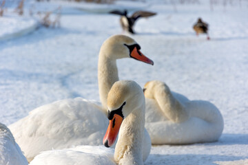 Several white and wild swans resting on an ice-covered lake. The sun warms their wings and feathers.
