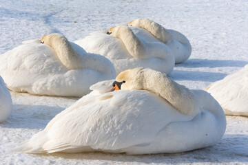 Sleeping big white swans on a lake covered with snow and ice. They warm up in the sun but on a frosty winter day.