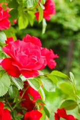 background beautiful live flowers