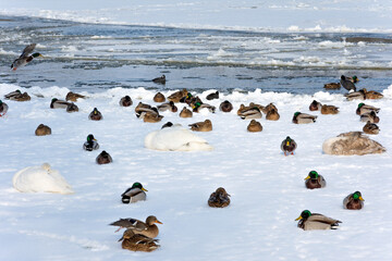 A flock of mallard wild ducks sits on a frozen river on this sunny, frosty winter day. They are accompanied by a few white swans.