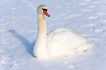 A beautiful white swan sits on a frozen lake covered with ice and snow. A beautiful, frosty and sunny winter day.