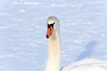 A beautiful white swan sits on a frozen lake covered with ice and snow. A beautiful, frosty and sunny winter day.