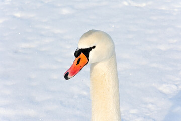 The head and neck of a white wild swan on a snow background. Swan illuminated by the rays of the sun on a beautiful sunny day.