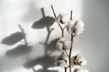 Beautiful cotton branch. Delicate white cotton flowers.