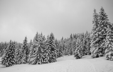Obraz premium Panorama of the foggy winter landscape in the mountain