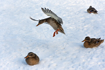 A mallard duck is trying to land on the ice on a beautiful sunny day. Other ducks of this species sit in the snow.
