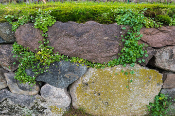 Stone Fence Mixed with Growing Plants