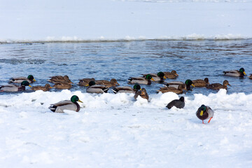 Wild mallard ducks floating on a frozen river. Several individuals walk on the ice on the shore.
