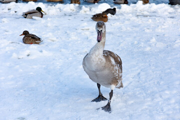 A young white swan is walking on snow on the bank of a frozen river. In the background, wild mallard ducks resting on the ice.