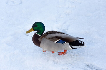 A colorful mallard duck. In the background, white snow on a beautiful winter day.