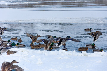 A flock of ducks on a winter day. Several of them try to land on the river covered in ice. Some mallard ducks float on the water.