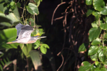 Striated Heron (Butorides striata) flying on a background of watery vegetation