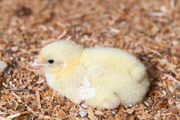 chicks of genetically improved chicken