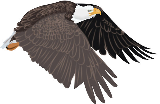 Artistic drawing of American symbol of the wild bald eagle in flight with no background with white head and brown wings and feathers.