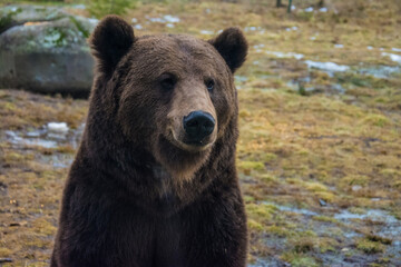 Close up big brown bear in forest