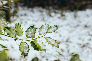 Holly leaves with snow