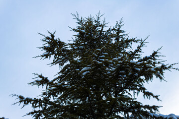 snowy pine tree background
